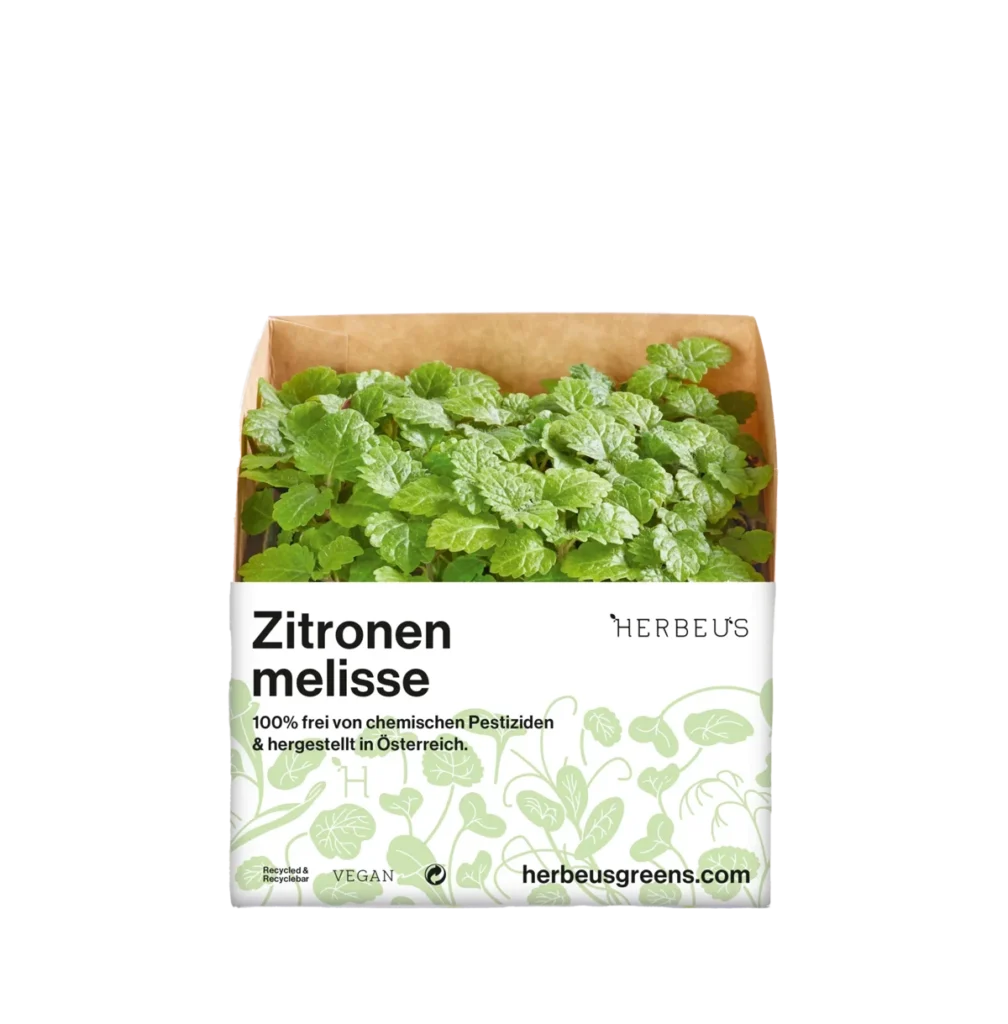 Kresse Zitronenmelisse. Ein Cup Microgreens Zitronenmelisse von Herbeus aus Raasdorf bei Wien.