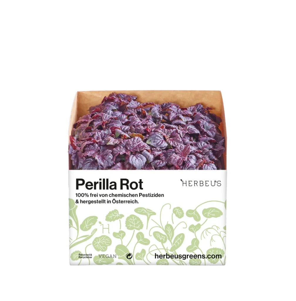 Cup Micro Greens Perilla Rot von Herbeus