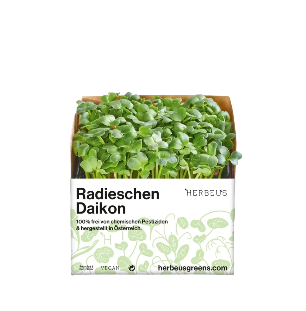 Cup Herbeus Micro Greens Radieschen Daikon