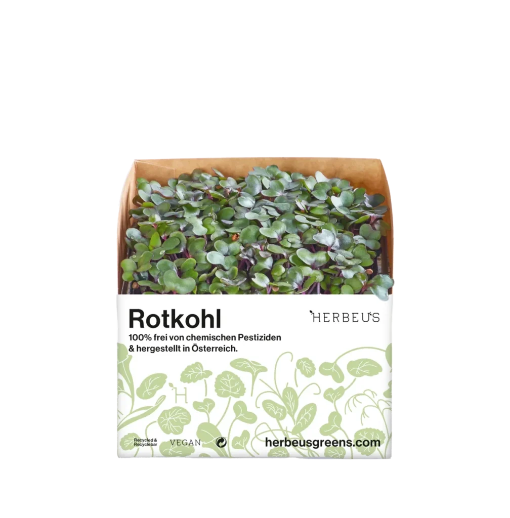 Cup Micro Greens Rotkohl von Herbeus