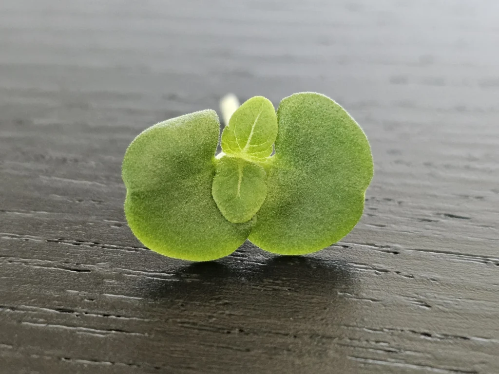 Micro Greens Perilla Grün