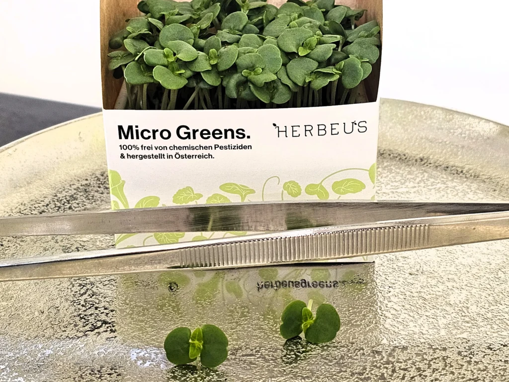 Cup Herbeus Micro Greens Perilla Gruen