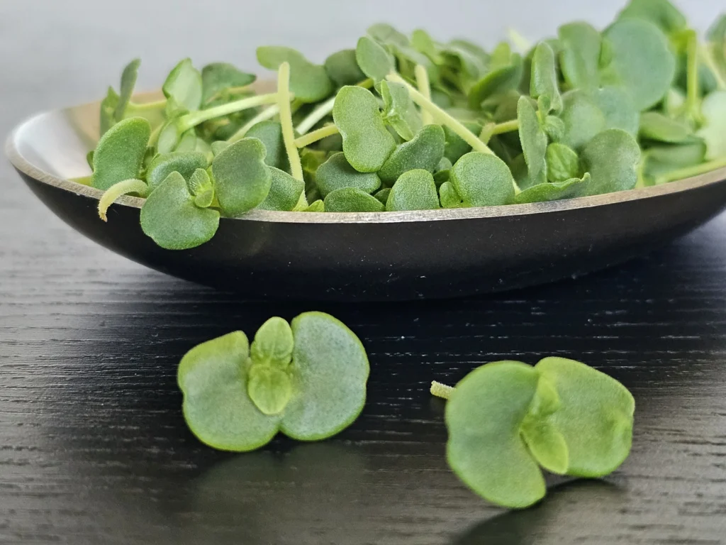 Perilla Grün oder Shiso Kresse genannt