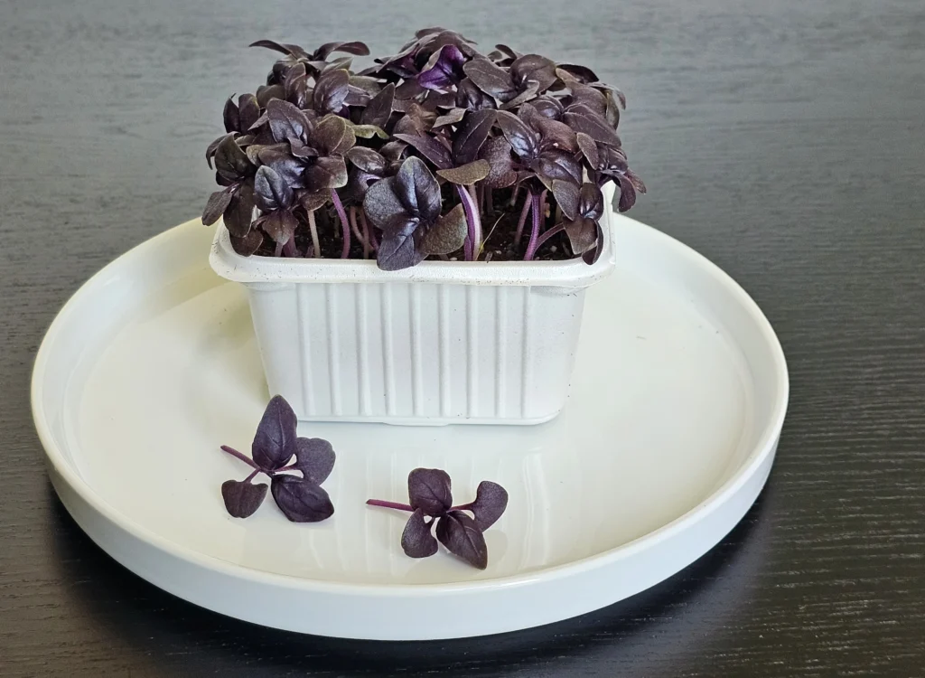 red basil cress