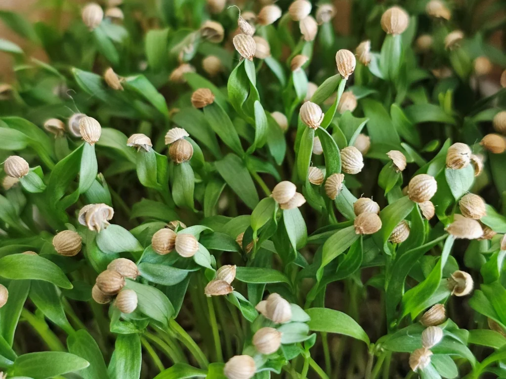 coriander cress