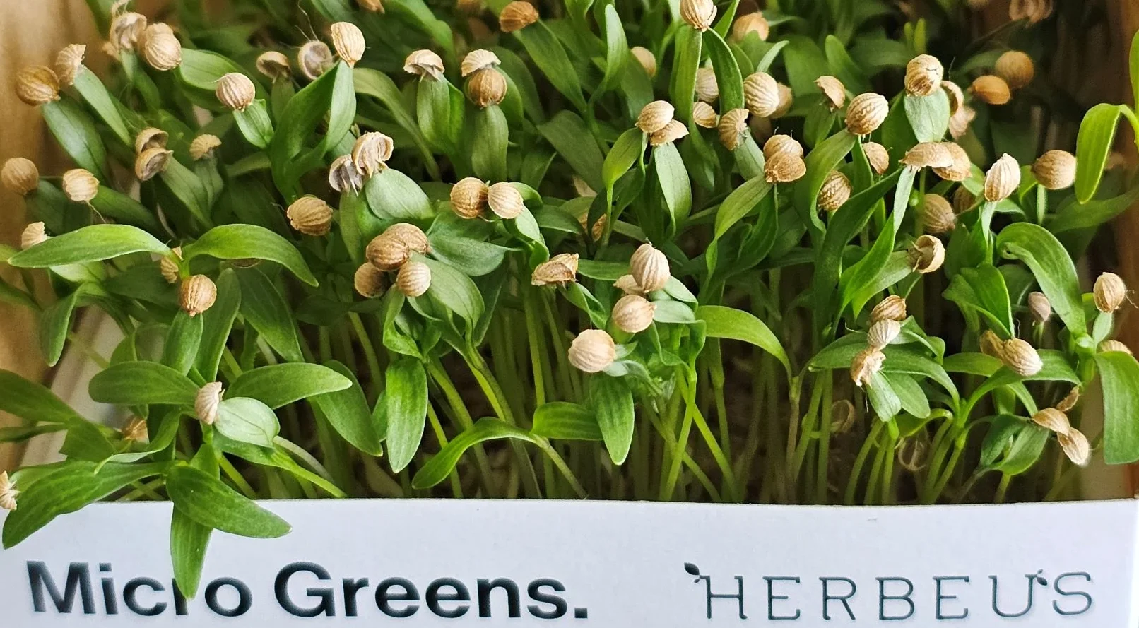 coriander microgreens grown in Austria