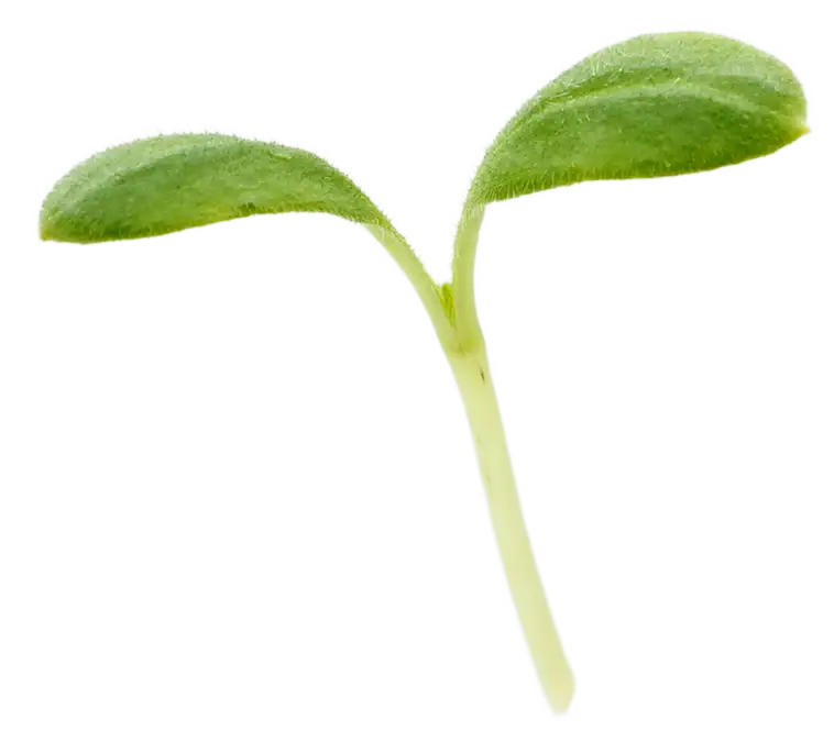 Borretsch Green Kresse von Herbeus
