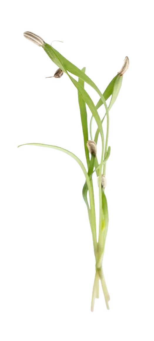 Fenchel Green Kresse von Herbeus