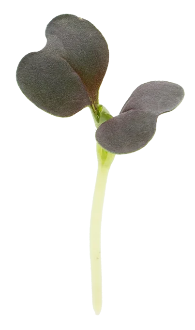 Pac Choi Green Kresse von Herbeus
