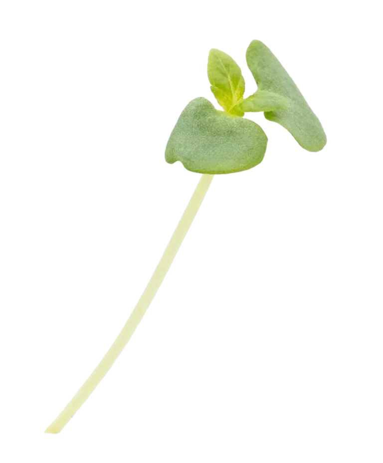 Perilla Grün Kresse Green von Herbeus