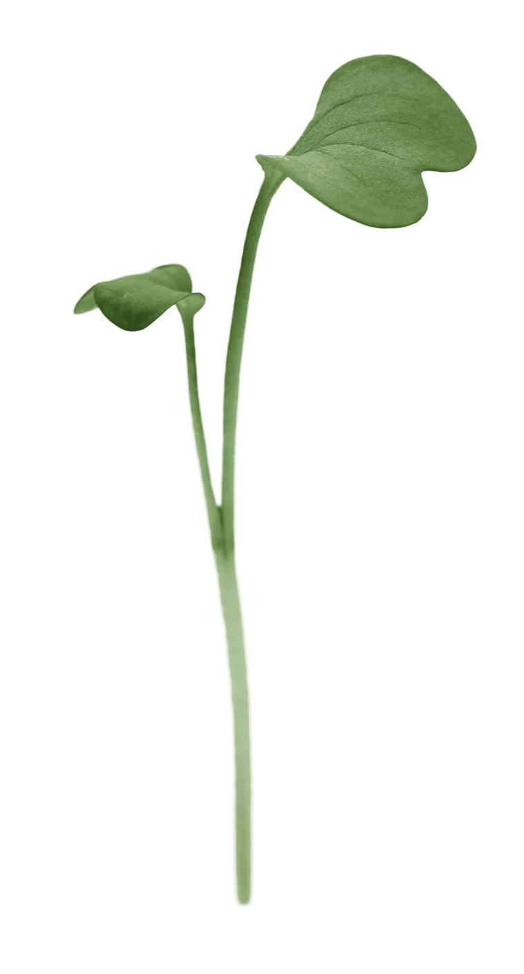 Radieschen Daikon Kresse Green von Herbeus