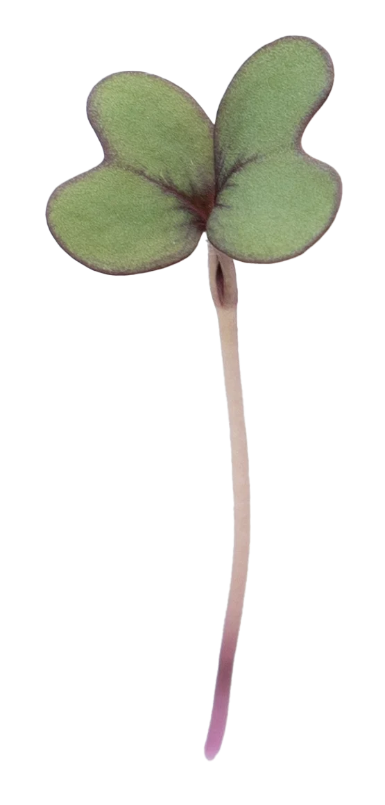 Rotkohl Kresse Green von Herbeus