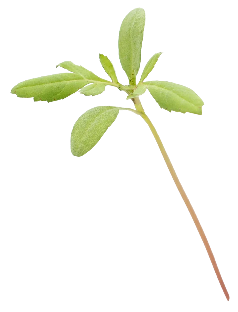 Tagetes Kresse Green von Herbeus