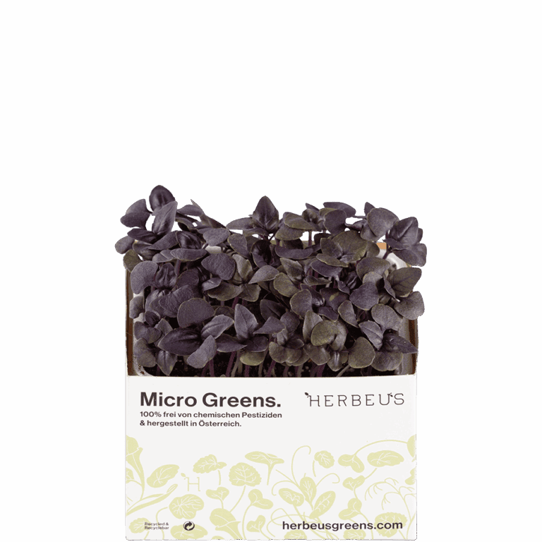Micro Green Krese Basilicum Shiraz von Herbeus
