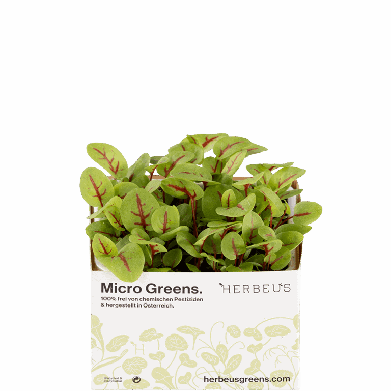 Micro Green Kresse Blutampfer von Herbeus