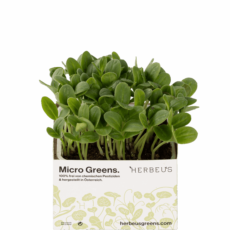 Micro Green Kresse Borretsch von Herbeus