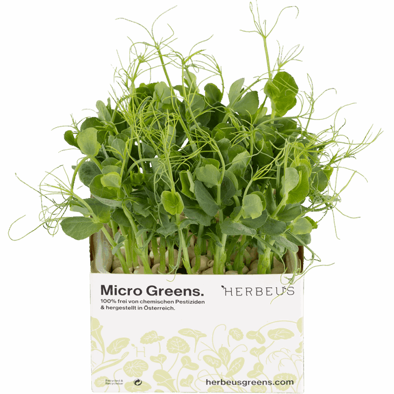 Micro Green Kresse Erbse von Herbeus