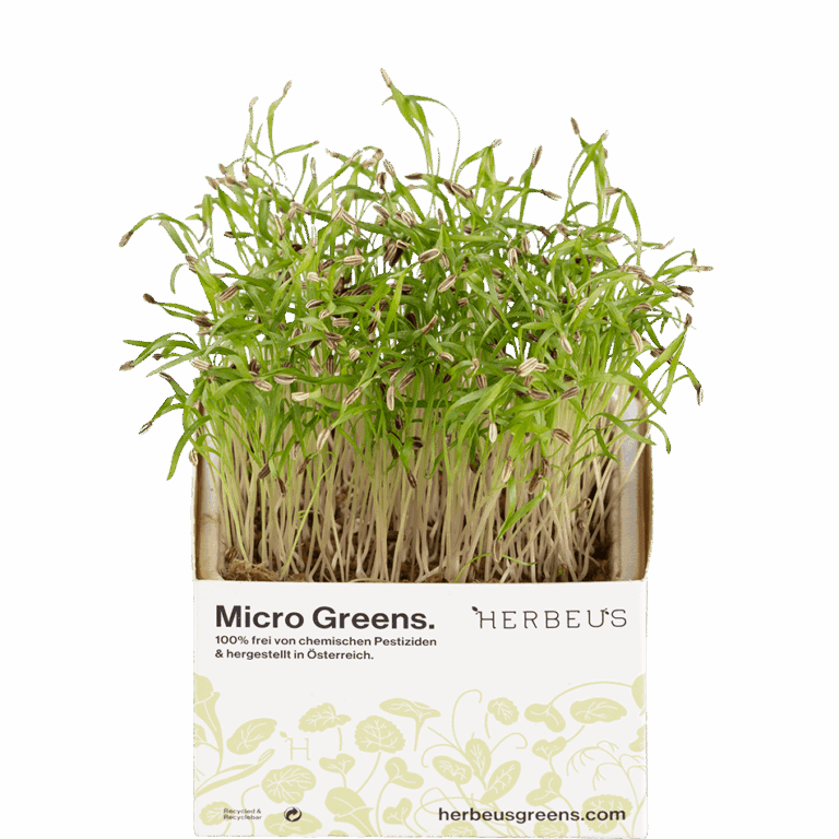 Micro Green Kresse Fenchel von Herbeus