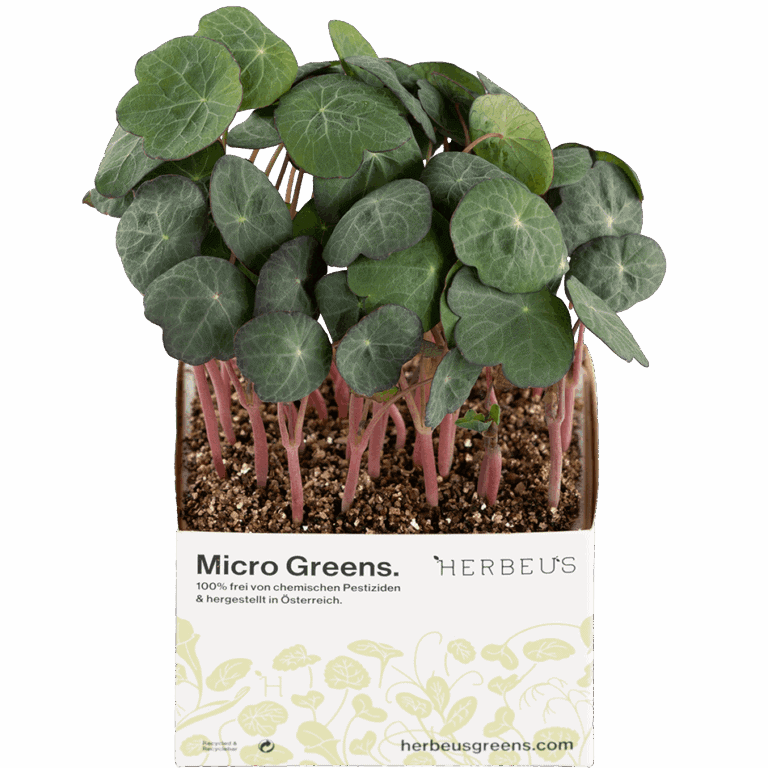 Micro Green Kapuziner Kresse von Herbeus