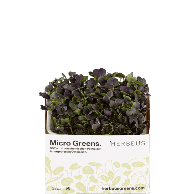 Micro Green Pak Choi Kresse von Herbeus