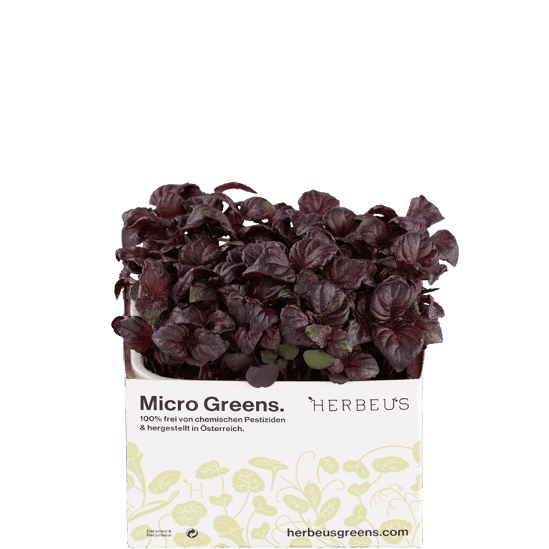Micro Greens Perilla Rot Kresse von Herbeus