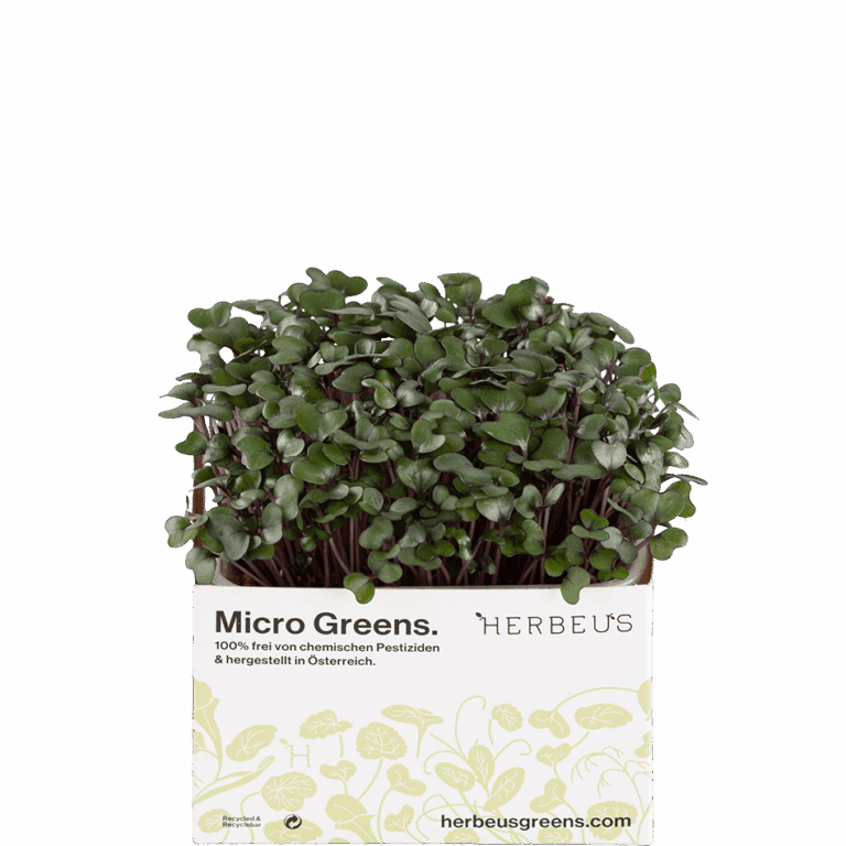 Micro Greens Rotkohl Kresse von Herbeus