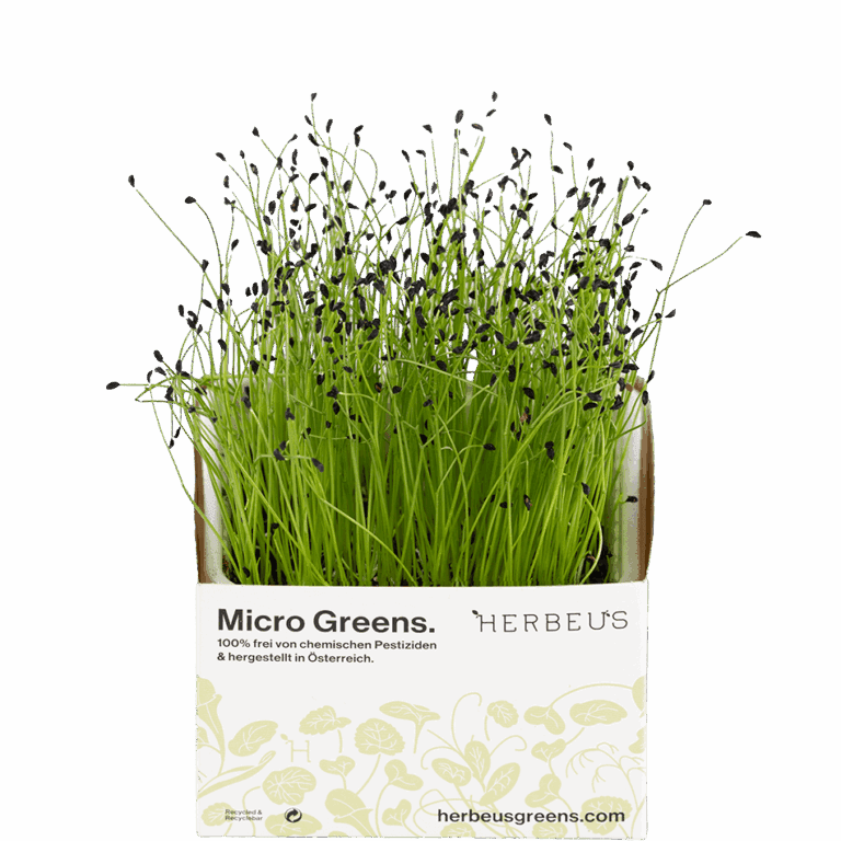 Micro Greens Schnittknoblauch Kresse von Herbeus