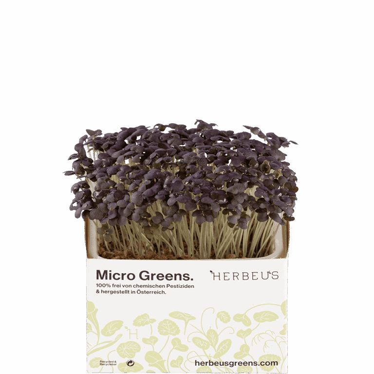 Micro Greens Senf Rot Kresse von Herbeus