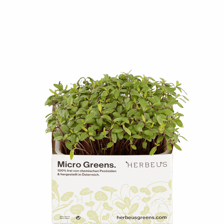 Micro Greens Tagetes Kresse von Herbeus