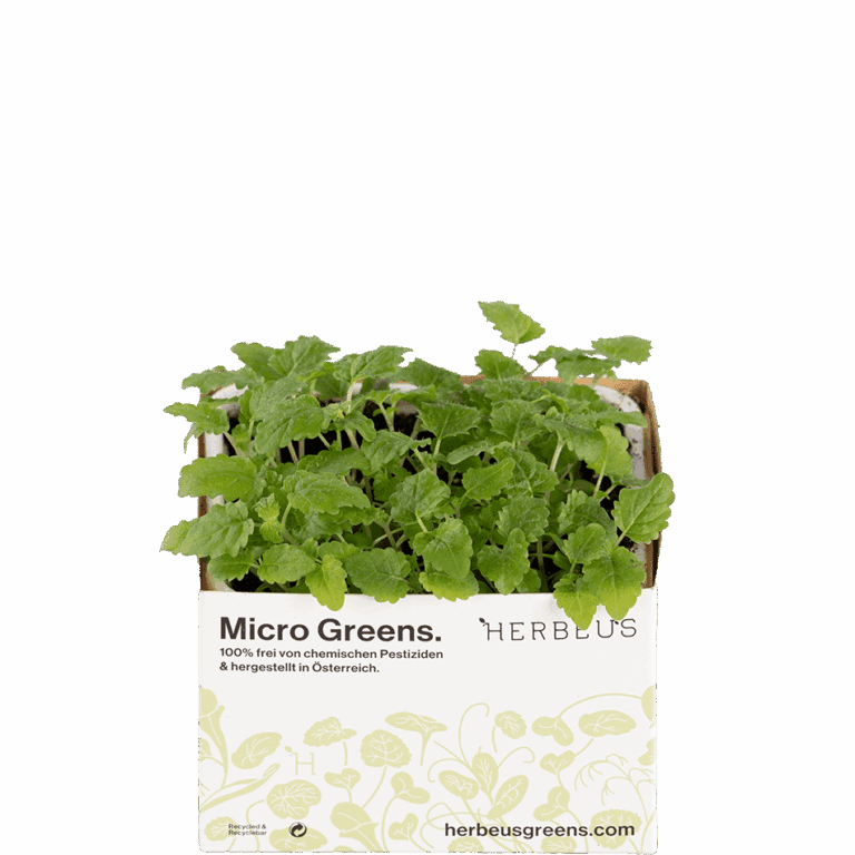 Micro Greens Zitronenmelisse Kresse von Herbeus