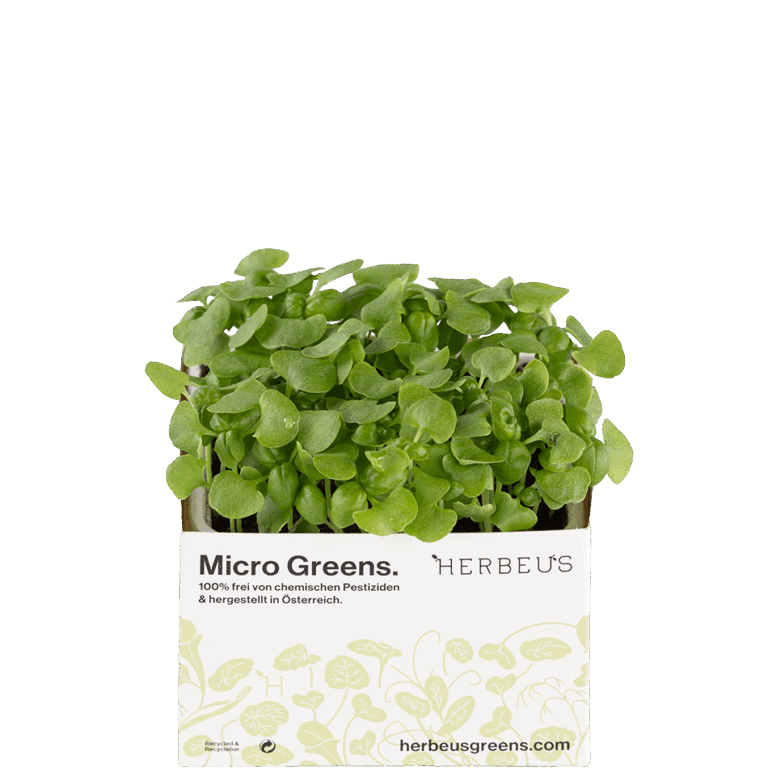 Micro Green Basilikum-Genovese