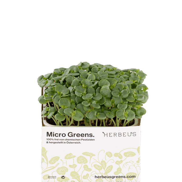 Micro Green Perilla Grün