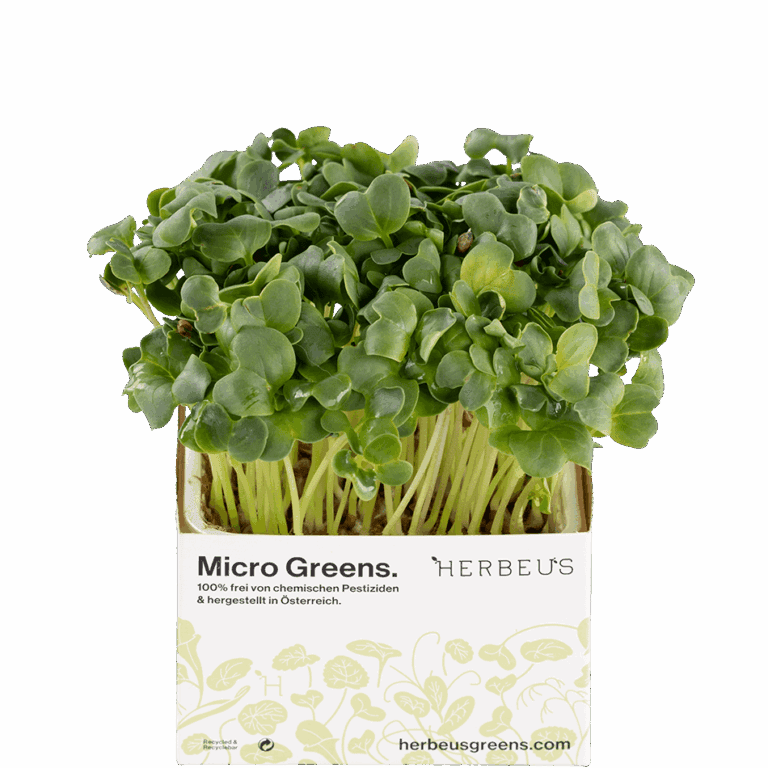 Micro Green Radischen Daikon